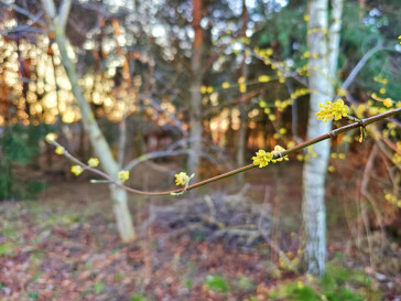 Działka Sprzedaż Wola Krasienińska